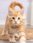 Linus red tabby/ reserved for Kayla