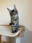 Barbie tabby mackerel female  /reserved 