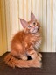 Walter red tabby male/ reserved for MICO TERORA