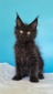 Kristen black male/neutered/reserved for Rashelle / SOLD