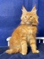 Barni MCO red tabby male neutered/ reserved for Karen/ SOLD