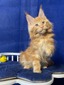 Baltimore red tabby neutered / reserved for Steve / sold