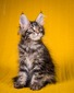 Wednesday female  brown tabby  kitten / reserved for Kristi