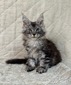 Cosmos silver tabby/reserved for Paul / SOLD