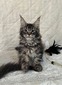 Chanel silver tabby/ reserved for Mike 