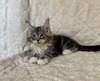 Cezar male silver tabby/ reserved for Matt/ SOLD