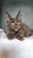 Nelson blue male  polydactyl / sold 