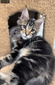 Foxy brown tabby male/ available