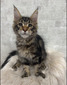  Rich  brown tabby male/reserved for Sandra/ SOLD