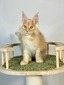 Bek cream tabby maine coon male neutered /reserved for Rebecca  / SOLD