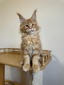 Lion red tabby male /reserved for Tracy for Breeding