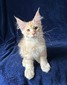 Fox male cream/ available