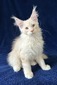 Fenix male cream/ reserved for Jacqueline 