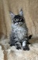 Fagot black silver male/ reserved for Ann