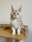 Jimmy cream tabby/ available 