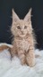 Pasha  L cream male/ neutered / available 