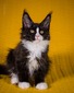 Wiskers  black and white female/ reserved for David / SOLD