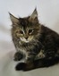 Willow female tortoiseshell/ available 