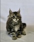 Storm male black silver classic tabby/ available 