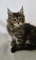 Willow female tortoiseshell/ available