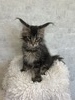 Bandit brown tabby/ available