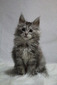 Sage female silver shaded/ available