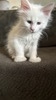 Poly polydactyl 25 toes male DEAF/ reserved for Keri/Sold 